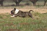 BULL TERRIER MINIATURE 328